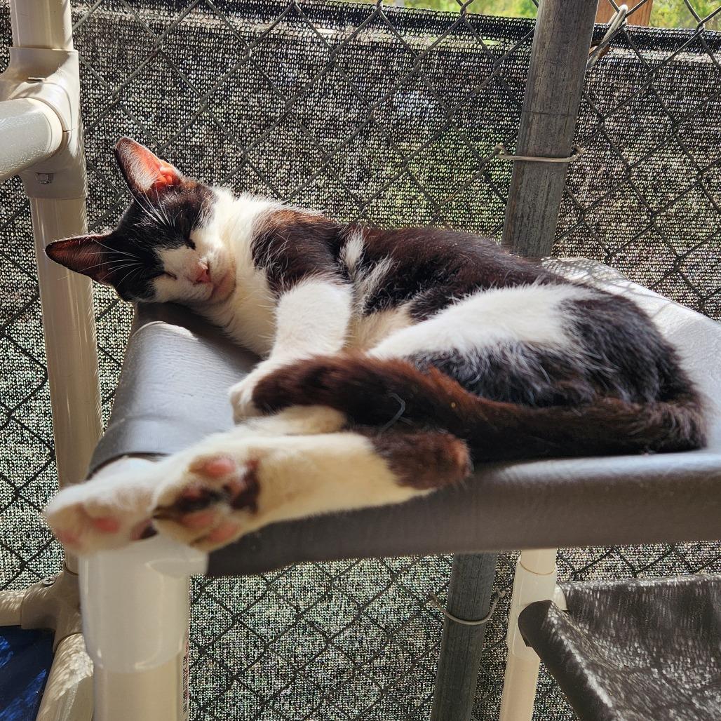 Britannia thumbnail 3