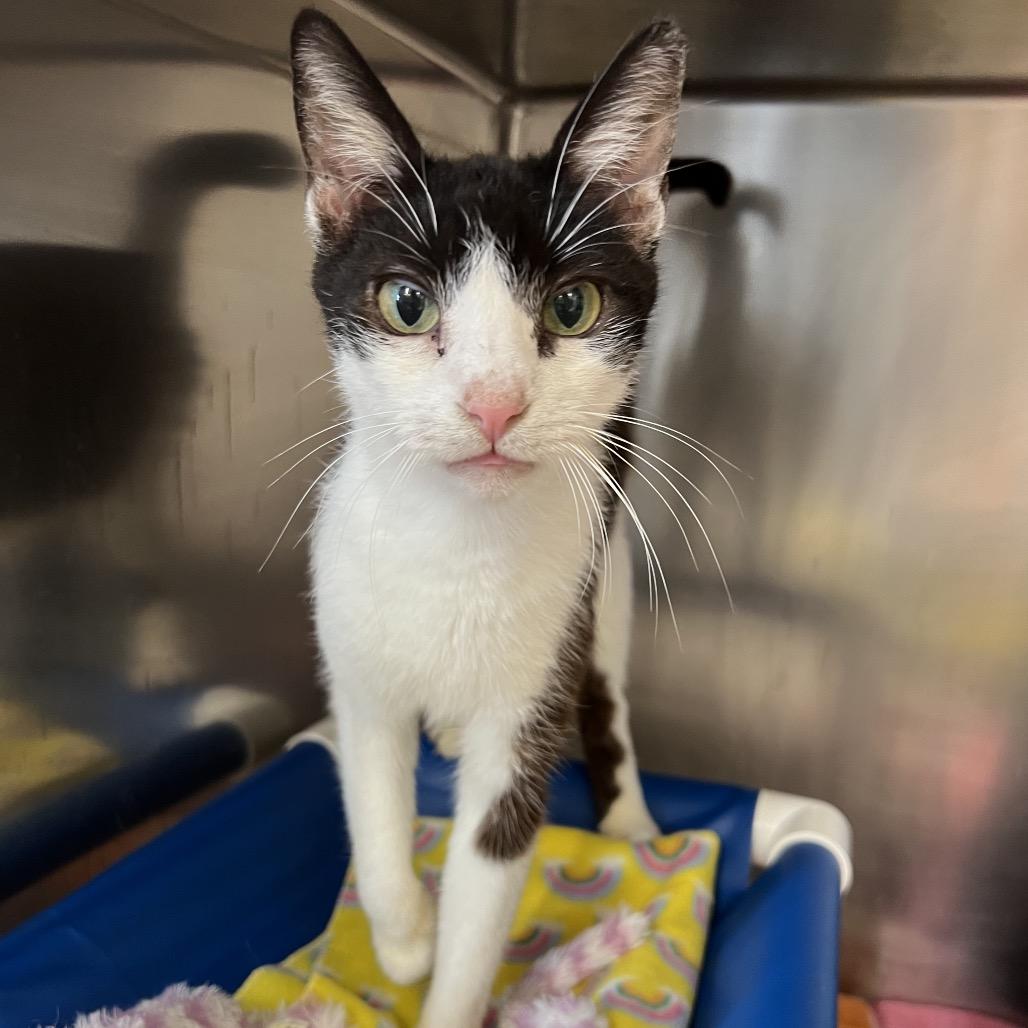 Britannia thumbnail 4