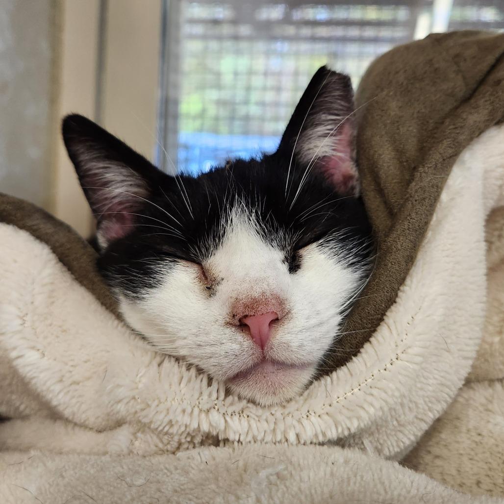 Britannia thumbnail 5