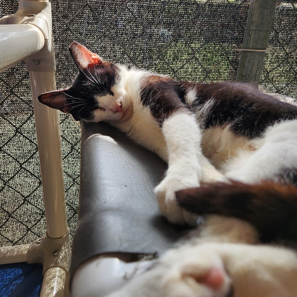 Britannia thumbnail 6