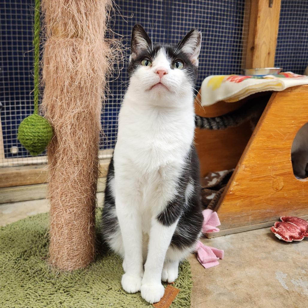 Britannia thumbnail 7