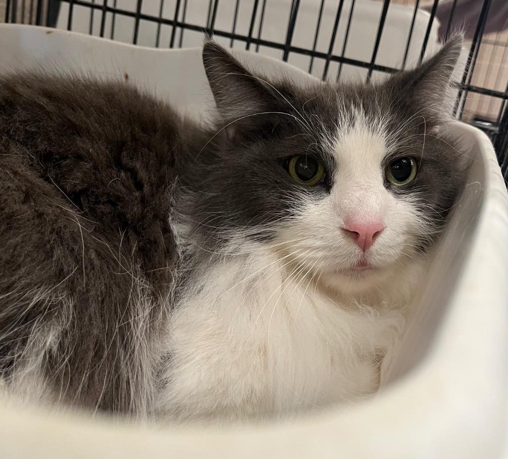 Enlarge Gouda, a Adoptable mixed breed in Lima, OH image 1/2