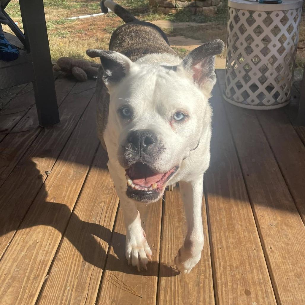 Enlarge Stanley 06-0705, a Adoptable mixed breed in Tyrone, GA image 2/6