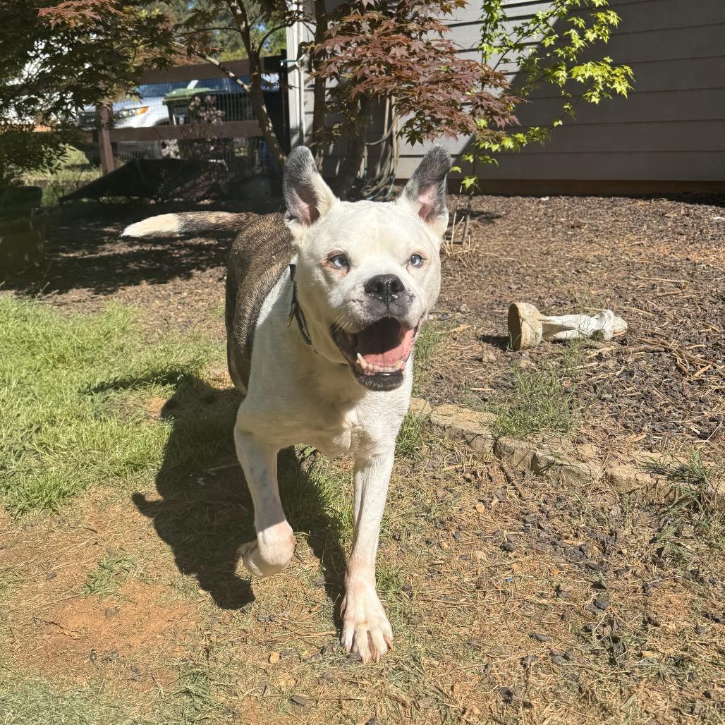 Enlarge Stanley 06-0705, a Adoptable mixed breed in Tyrone, GA image 3/6