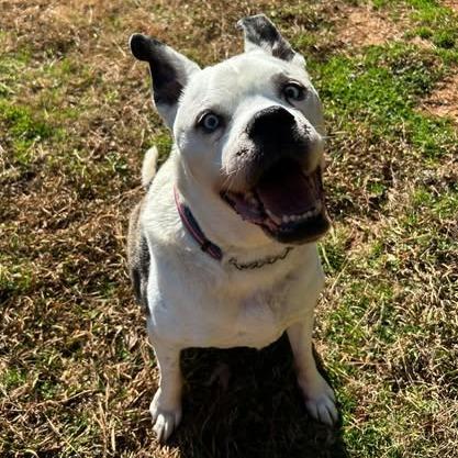 Enlarge Stanley 06-0705, a Adoptable mixed breed in Tyrone, GA image 4/6