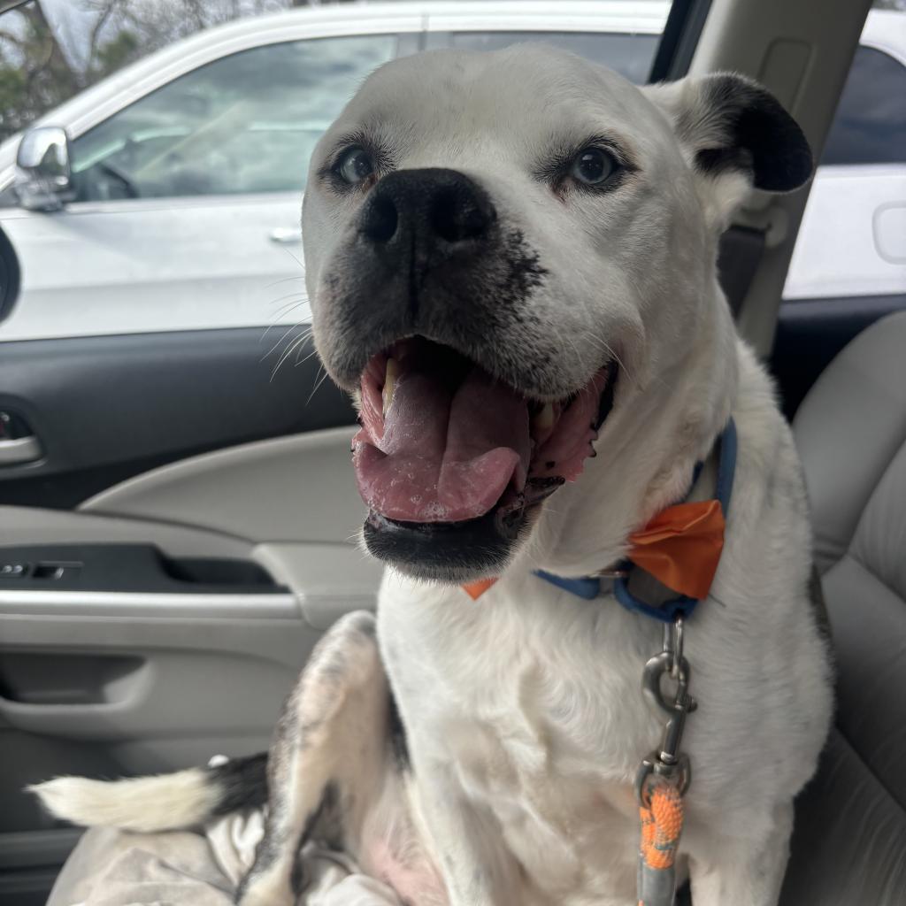 Enlarge Stanley 06-0705, a Adoptable mixed breed in Tyrone, GA image 5/6