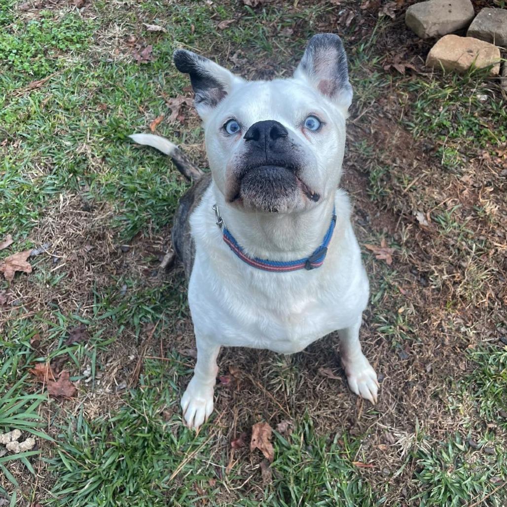Enlarge Stanley 06-0705, a Adoptable mixed breed in Tyrone, GA image 6/6