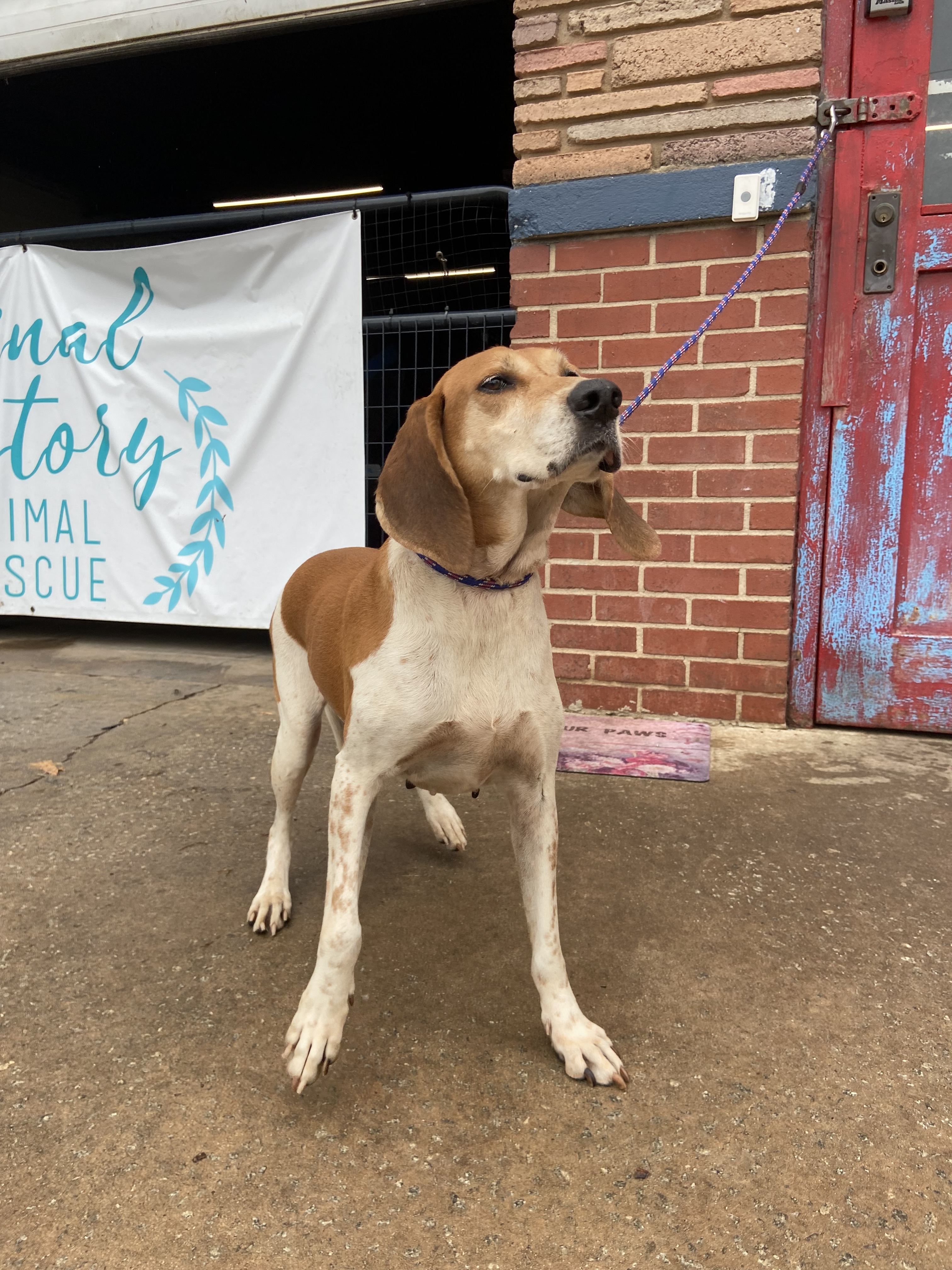 Jill, a Adopted Coonhound in Frederick , MD image 1/12