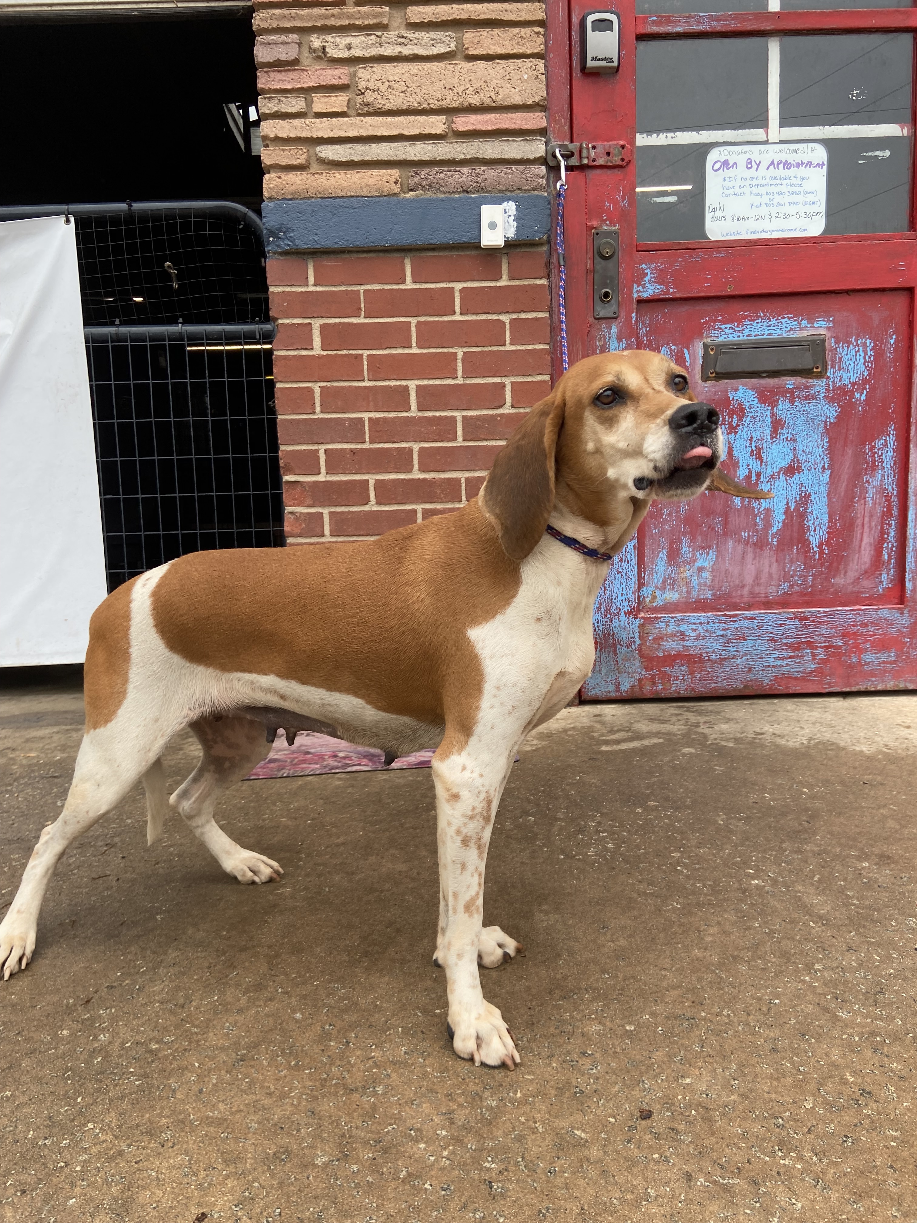 Jill, a Adopted Coonhound in Frederick , MD image 2/12