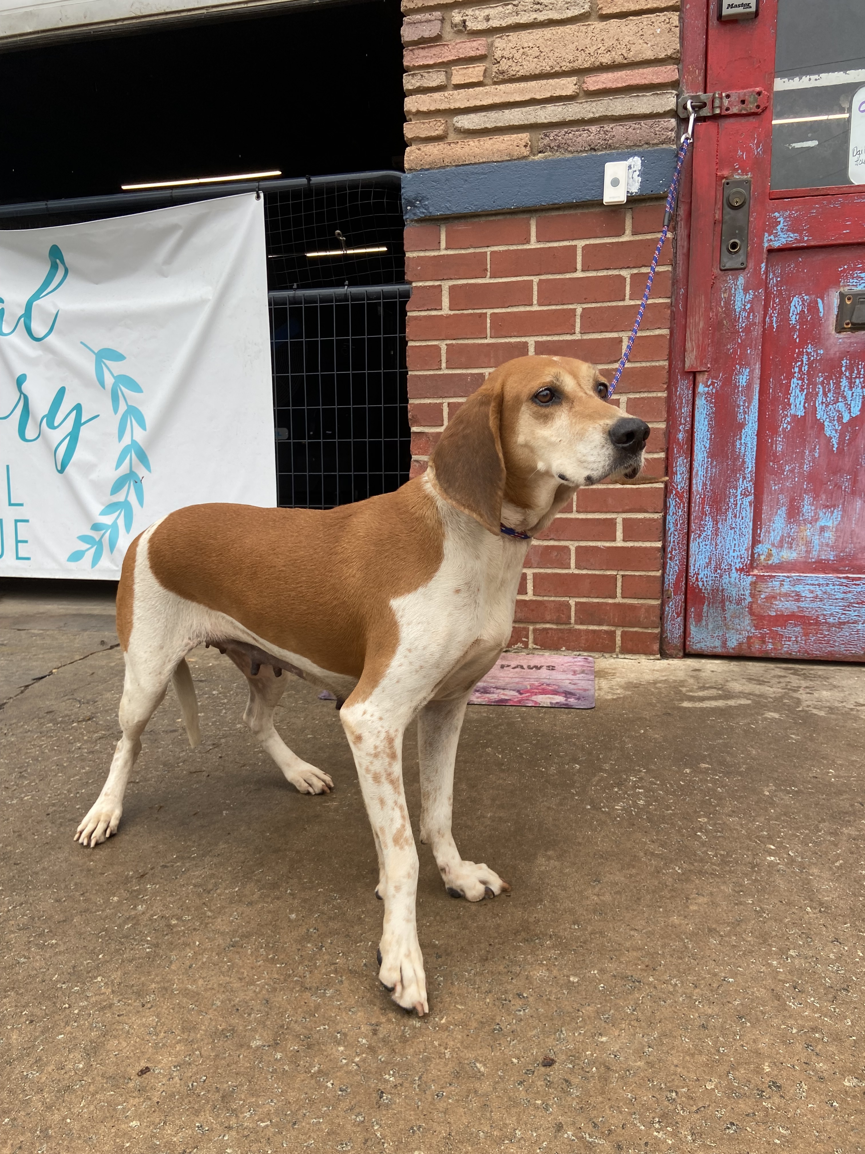 Jill, a Adopted Coonhound in Frederick , MD image 3/12