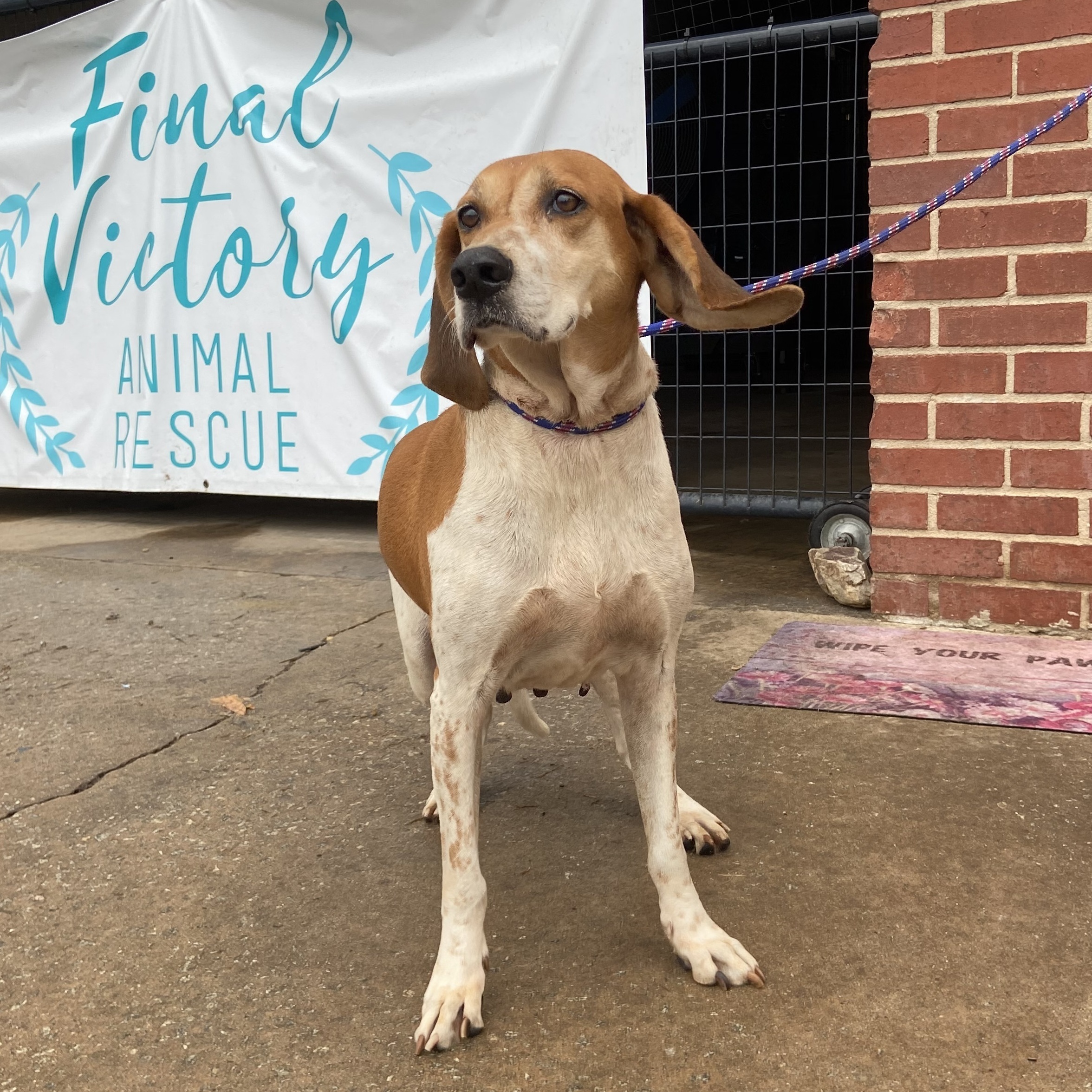 Jill, a Adopted Coonhound in Frederick , MD image 4/12