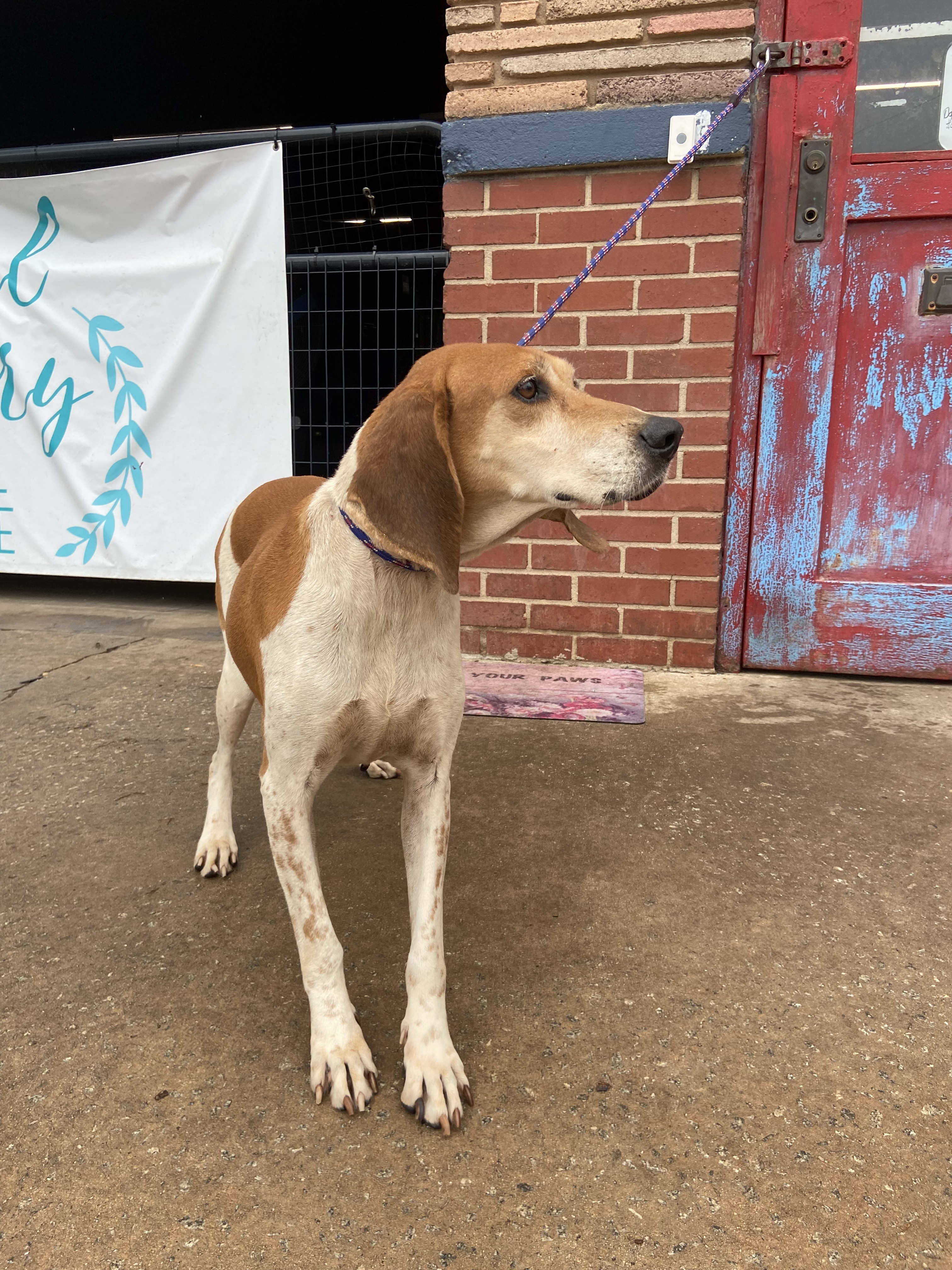 Jill, a Adopted Coonhound in Frederick , MD image 5/12