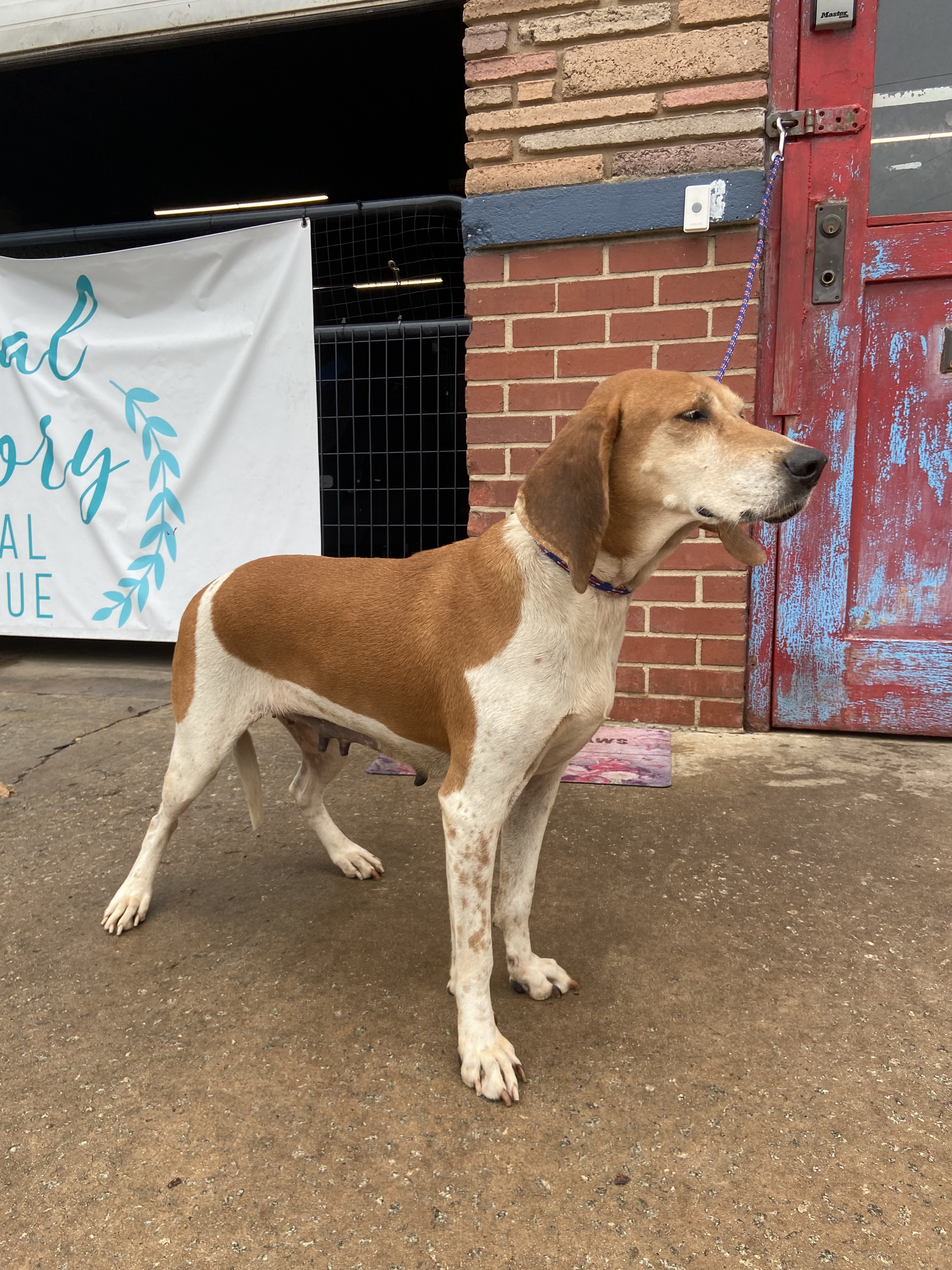Jill, a Adopted Coonhound in Frederick , MD image 6/12