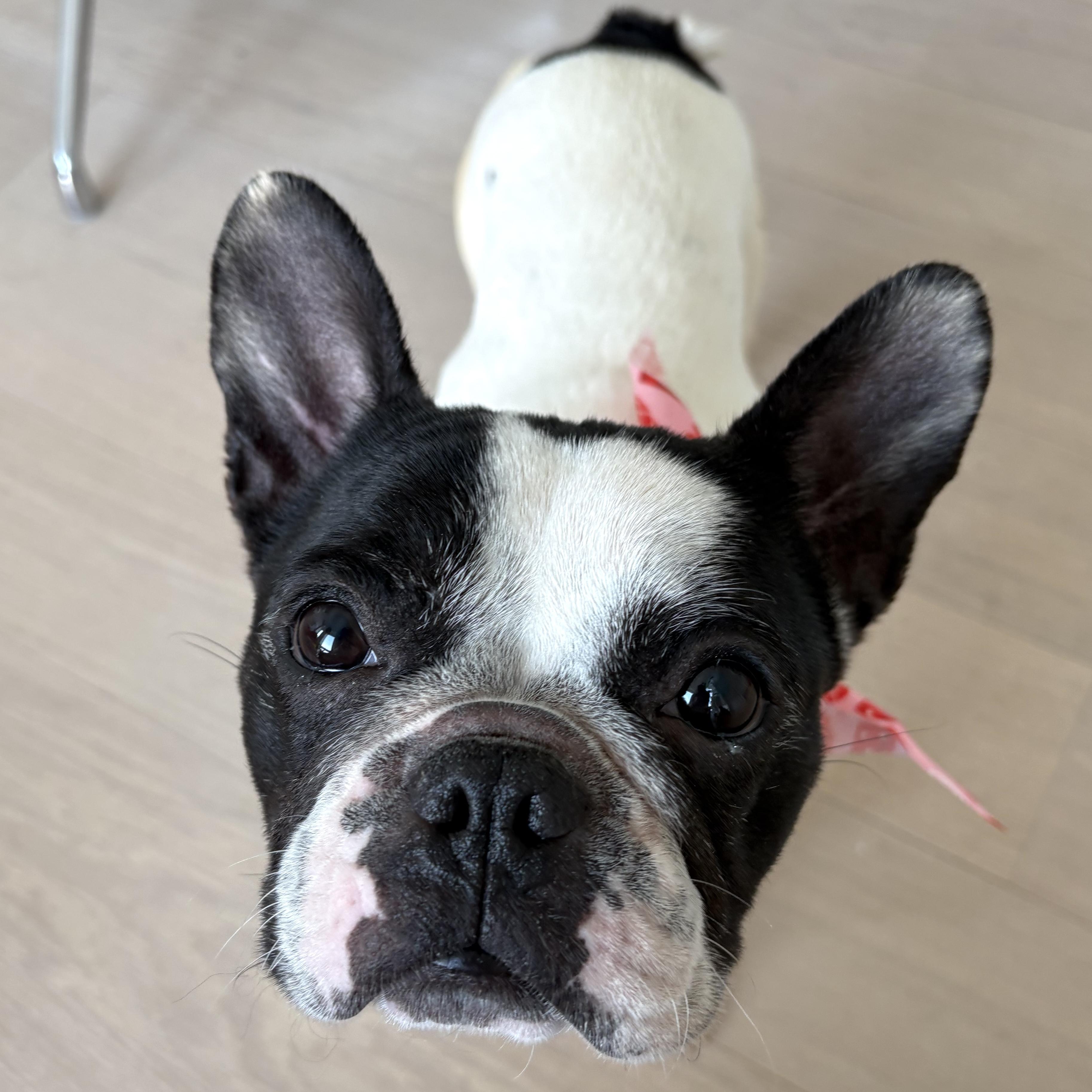 Enlarge Bailey, an adopted mixed breed in Brooklyn, NY image 4/6