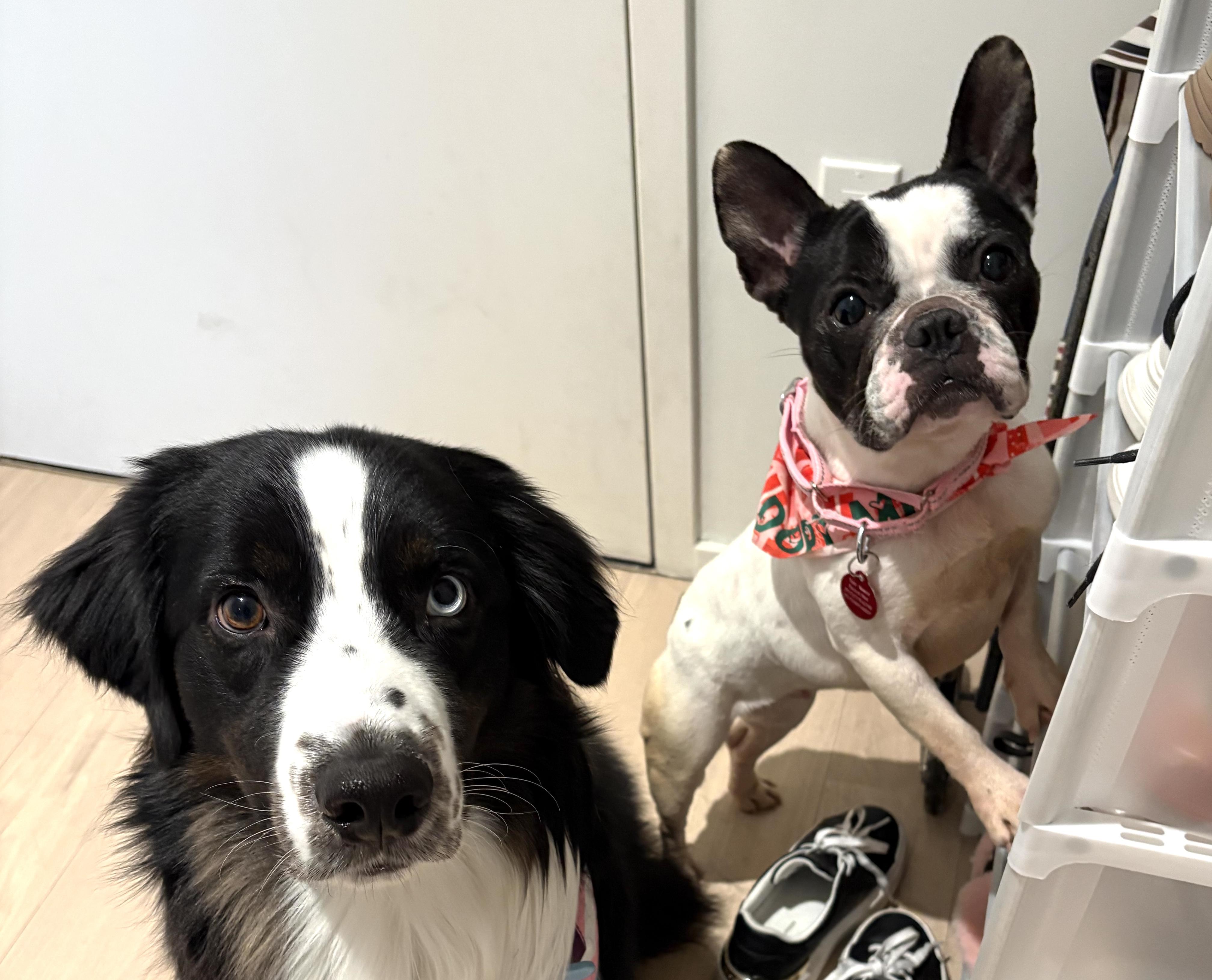 Enlarge Bailey, an adopted mixed breed in Brooklyn, NY image 2/6