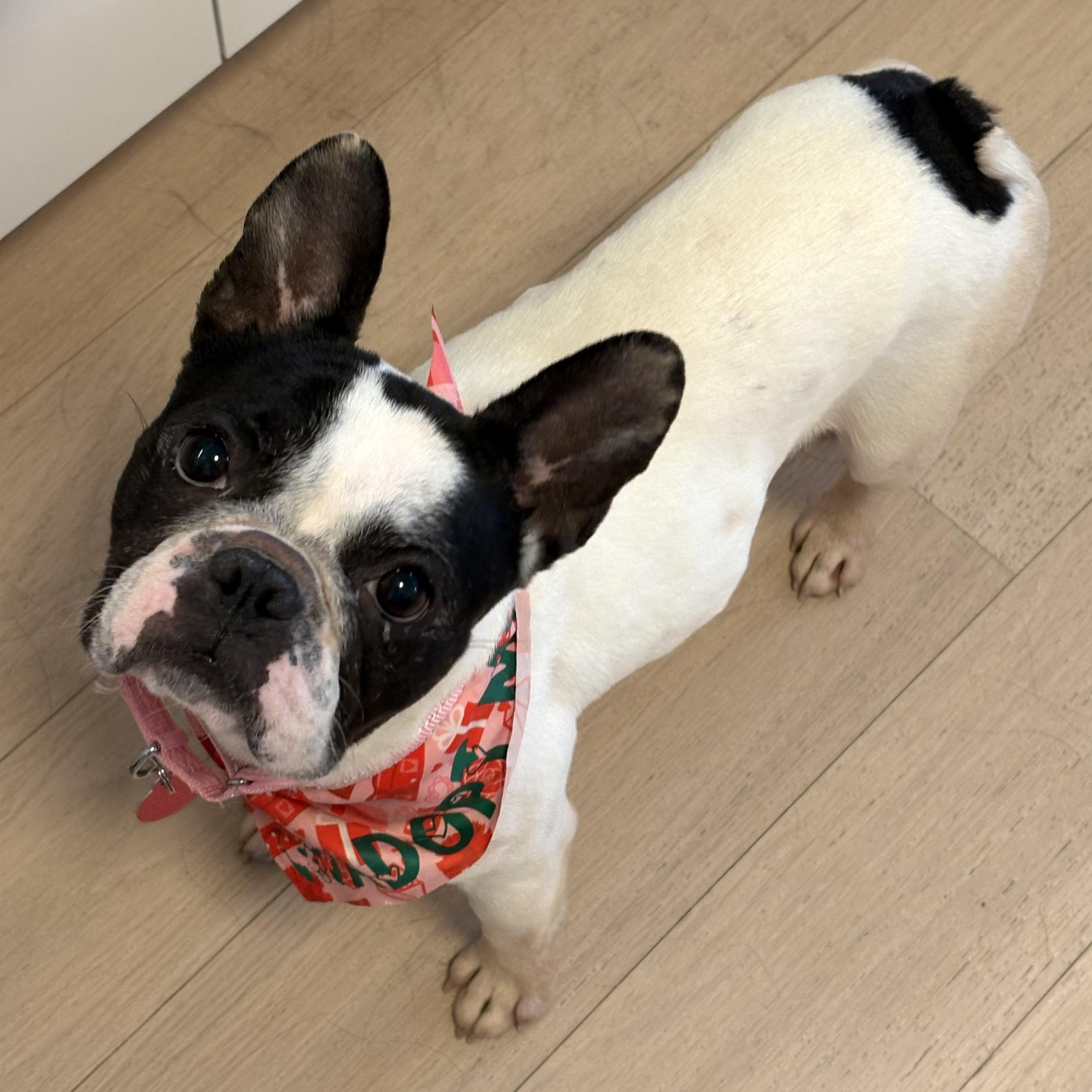Bailey, adopted, Young Female French Bulldog.