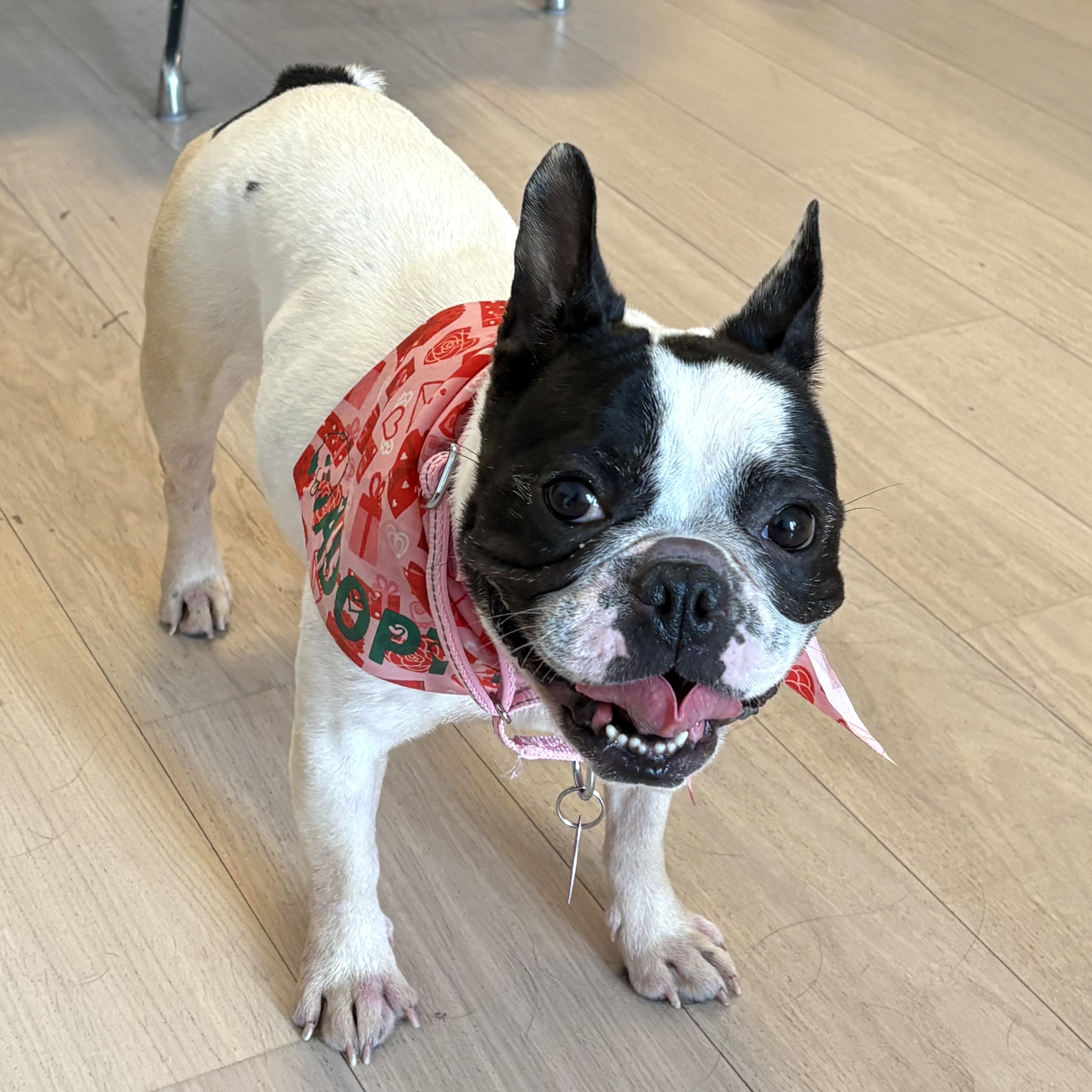 Enlarge Bailey, an adopted mixed breed in Brooklyn, NY image 3/6