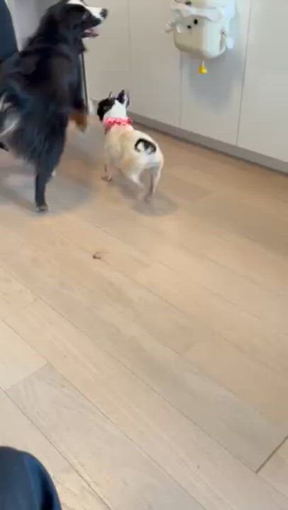 Enlarge Bailey, an adopted mixed breed in Brooklyn, NY video 6/6