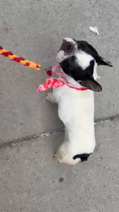 Enlarge Bailey, an adopted mixed breed in Brooklyn, NY video 5/6