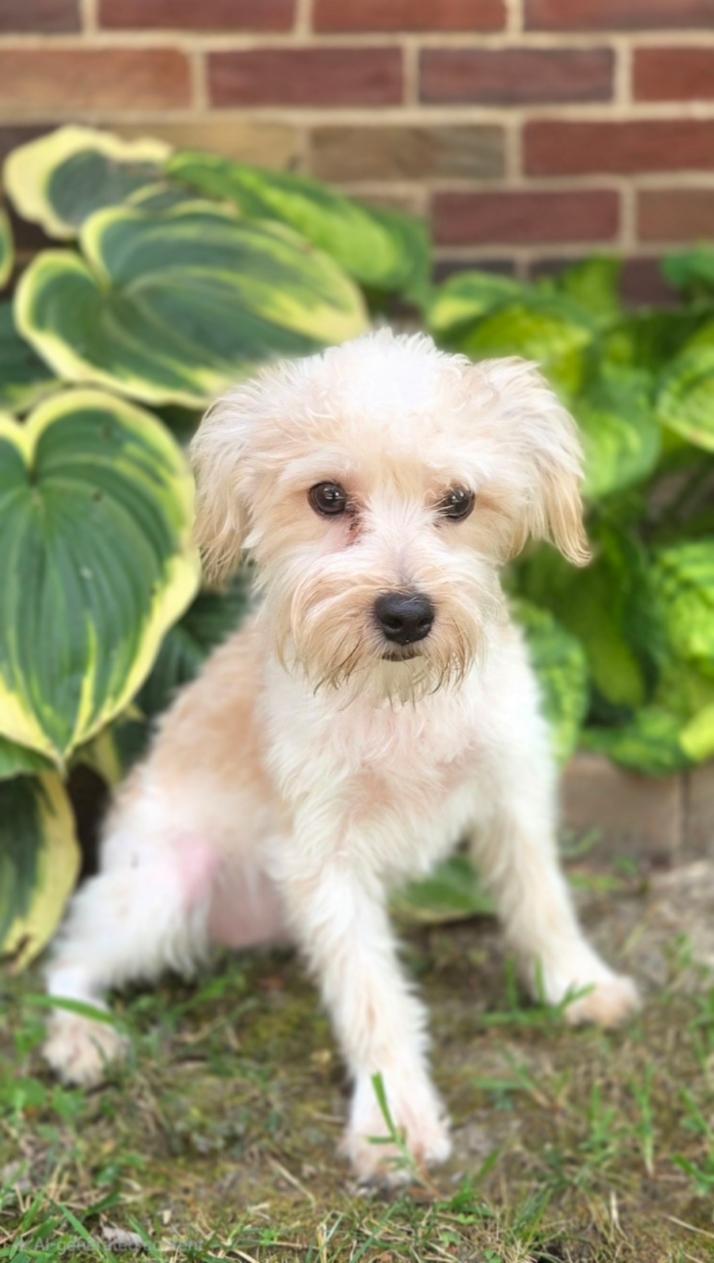Enlarge Henry, a Adopted mixed breed in Bridgeton, MO image 1/4