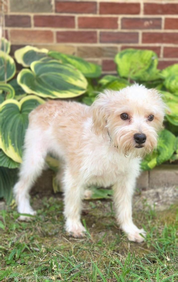 Enlarge Henry, a Adopted mixed breed in Bridgeton, MO image 4/4