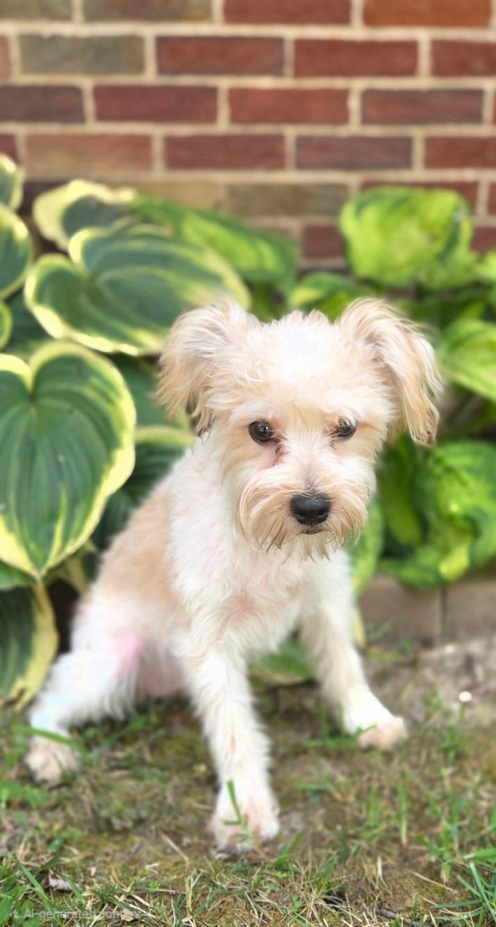Enlarge Henry, a Adopted mixed breed in Bridgeton, MO image 3/4