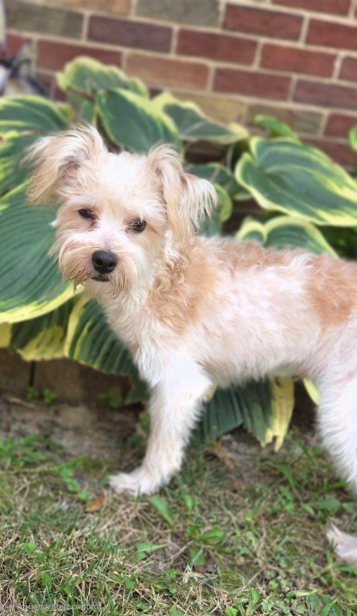 Enlarge Henry, a Adopted mixed breed in Bridgeton, MO image 2/4