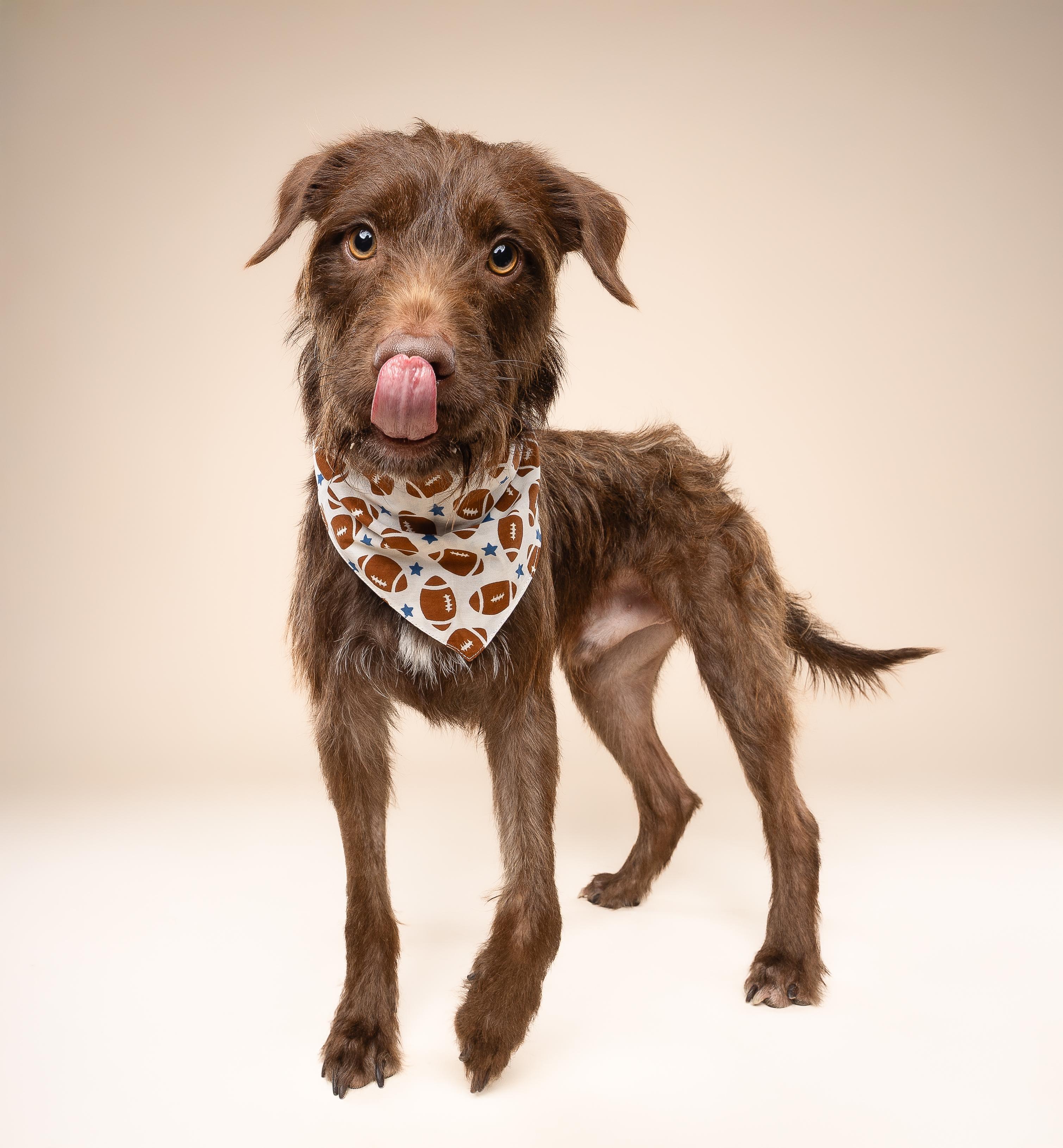 Enlarge Murphy, a Adoptable mixed breed in Miramar, FL image 5/5