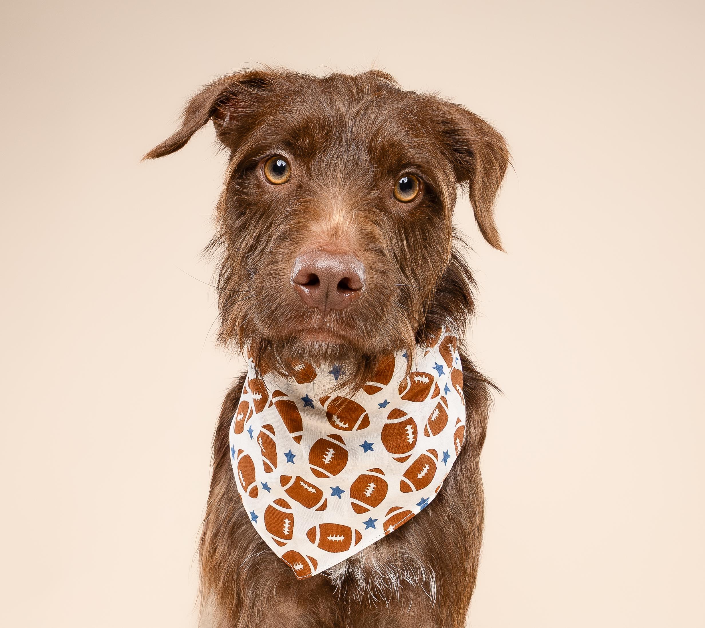 Murphy, Adoptable, Young Male Labradoodle.