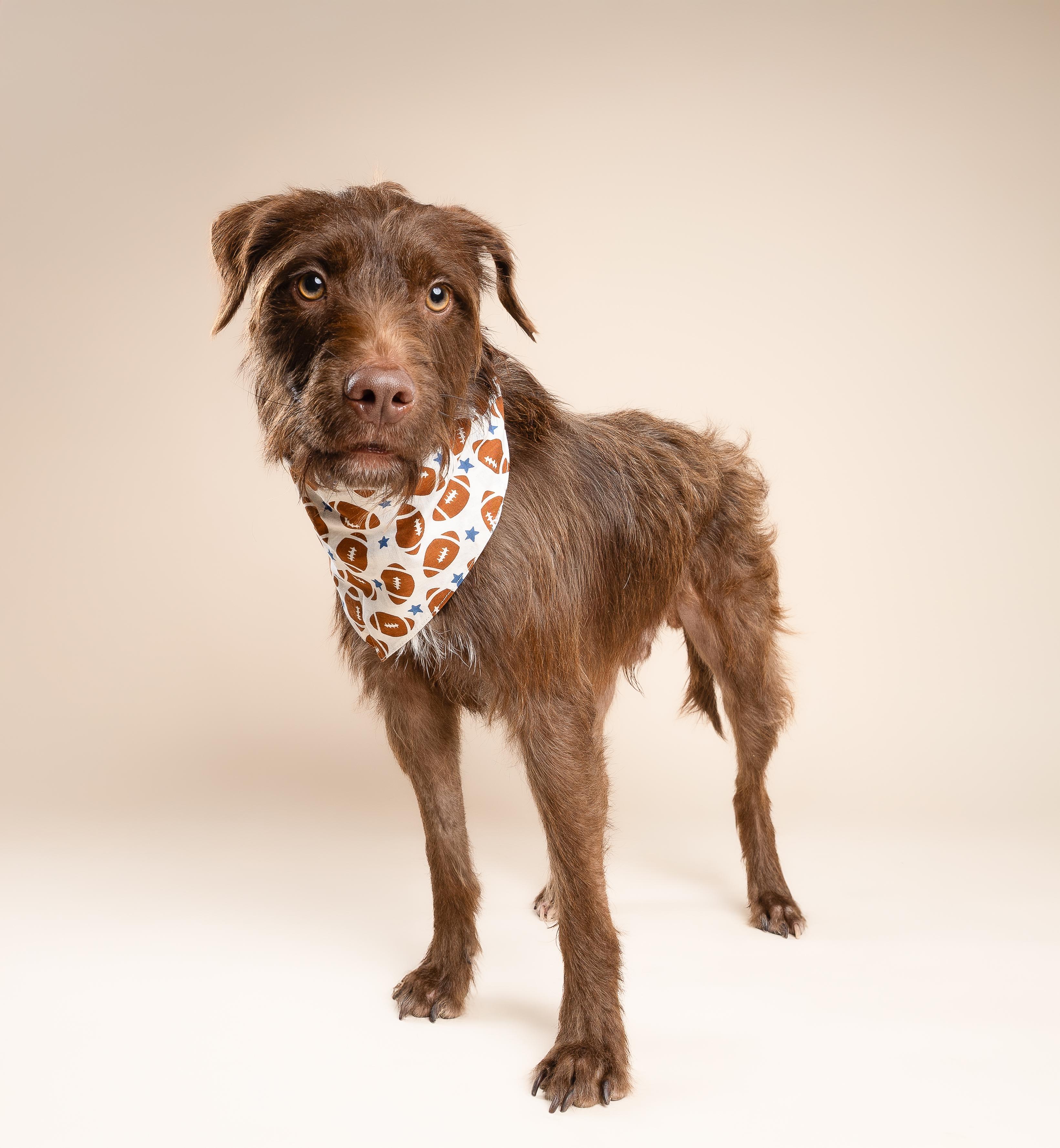 Enlarge Murphy, a Adoptable mixed breed in Miramar, FL image 3/5