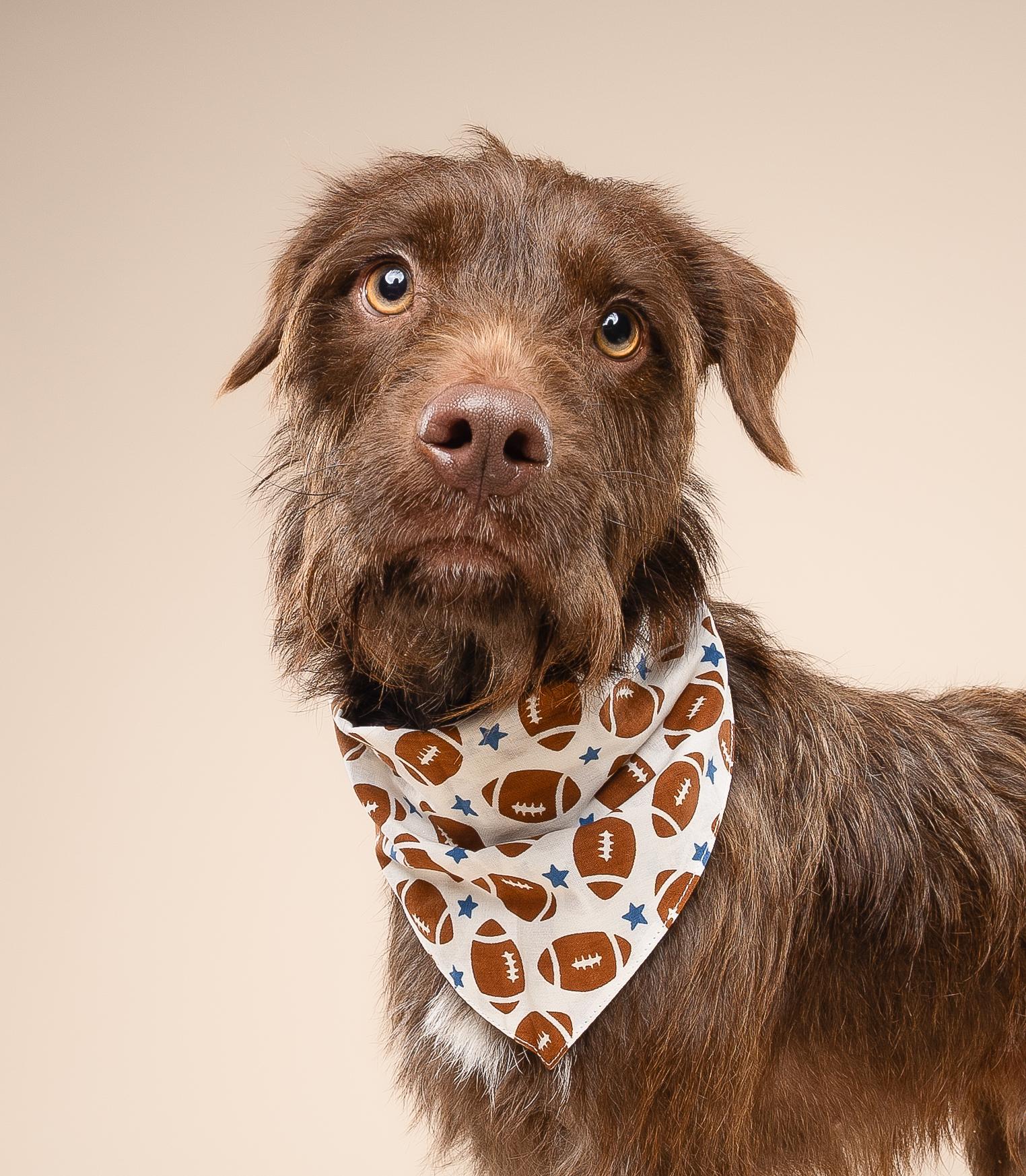 Enlarge Murphy, a Adoptable mixed breed in Miramar, FL image 2/5