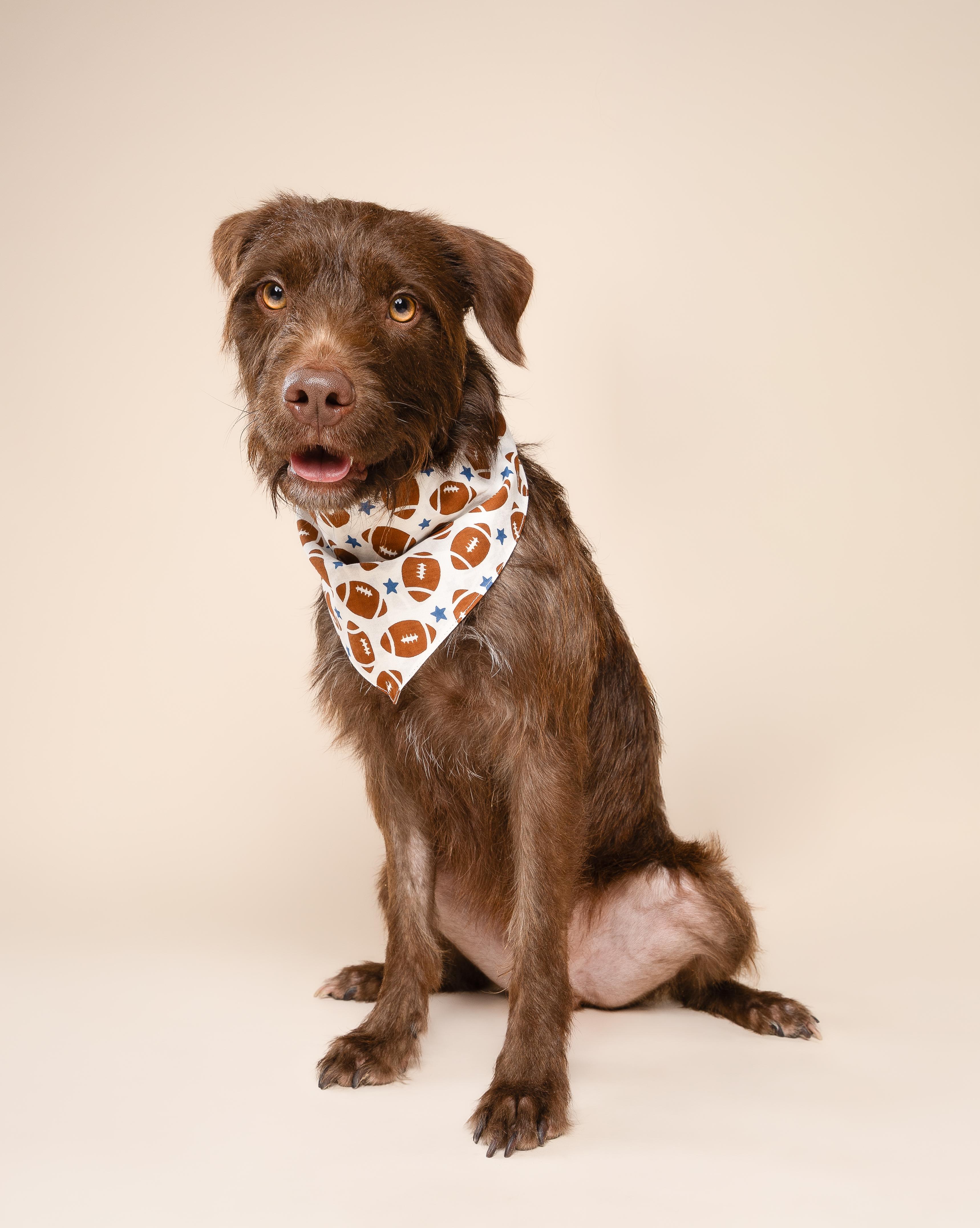 Enlarge Murphy, a Adoptable mixed breed in Miramar, FL image 4/5