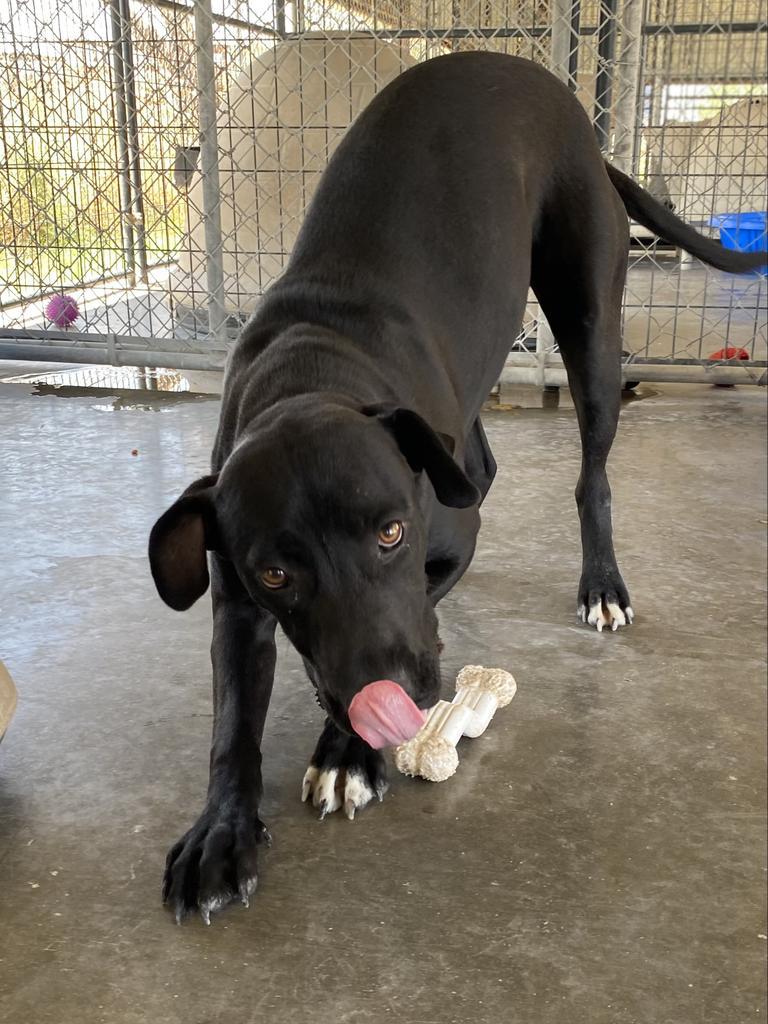 Enlarge Tyson, a Adoptable mixed breed in Big Spring, TX image 1/2