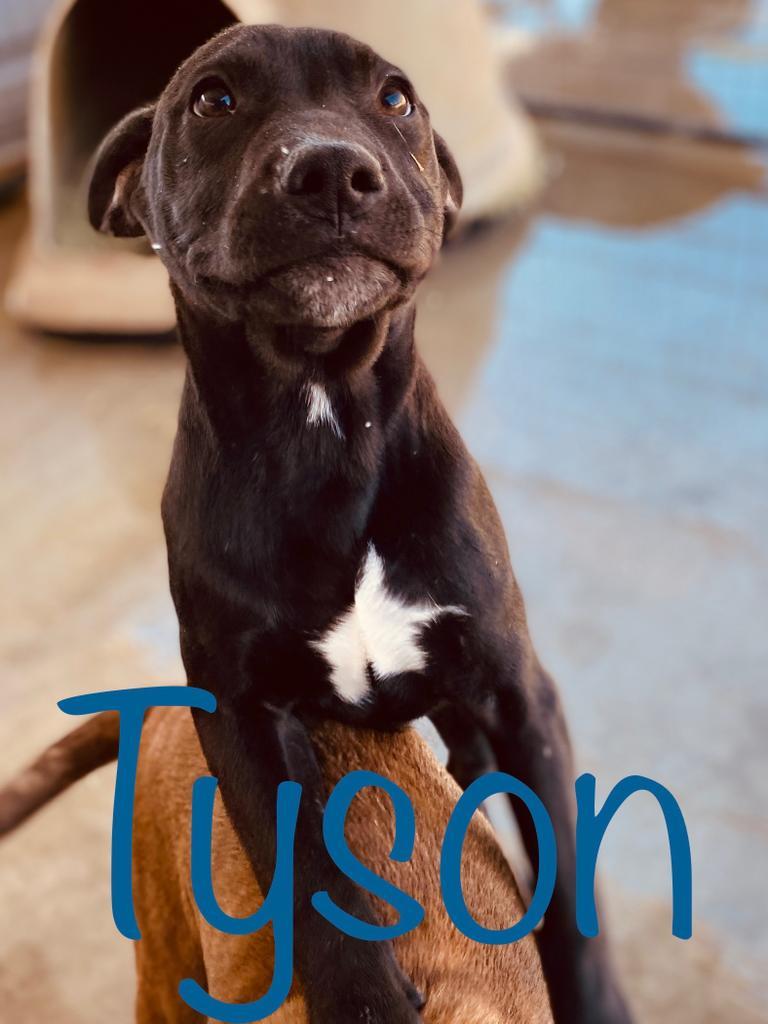 Enlarge Tyson, a Adoptable mixed breed in Big Spring, TX image 2/2