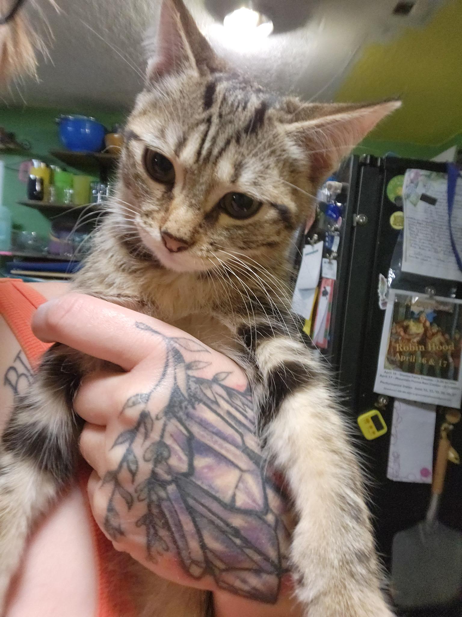 Enlarge Skittles, a Adoptable Domestic Short Hair in Heyburn, ID image 1/1