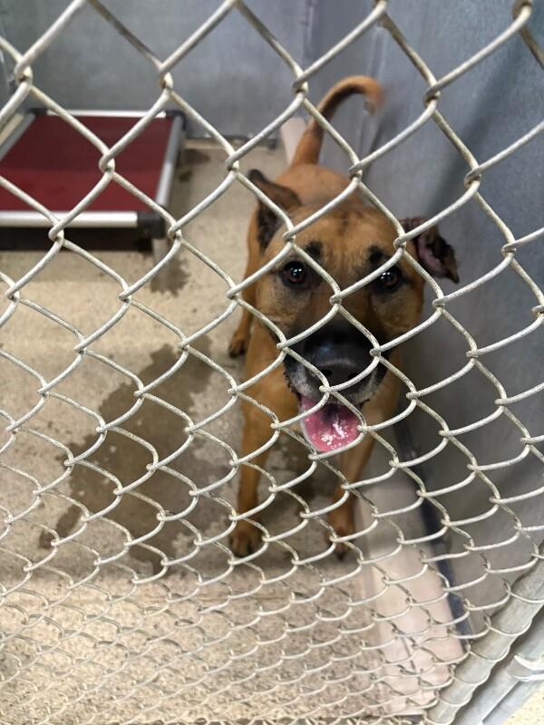Enlarge Liberty, a Adoptable mixed breed in Supply, NC image 1/2