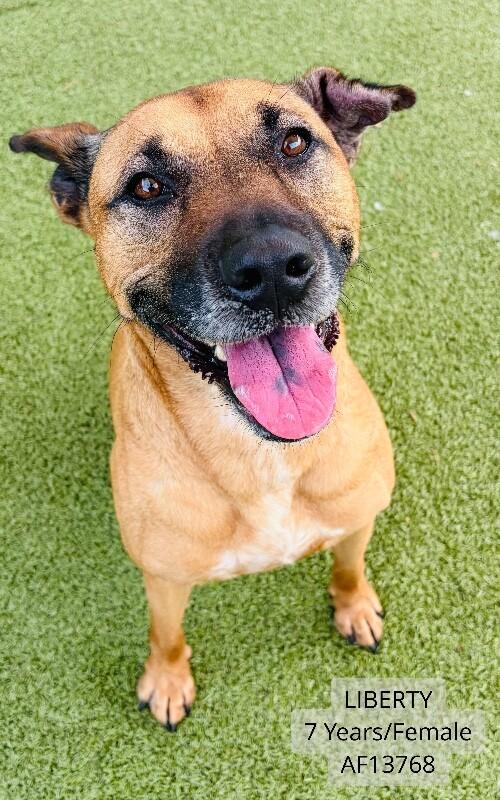 Enlarge Liberty, a Adoptable mixed breed in Supply, NC image 2/2