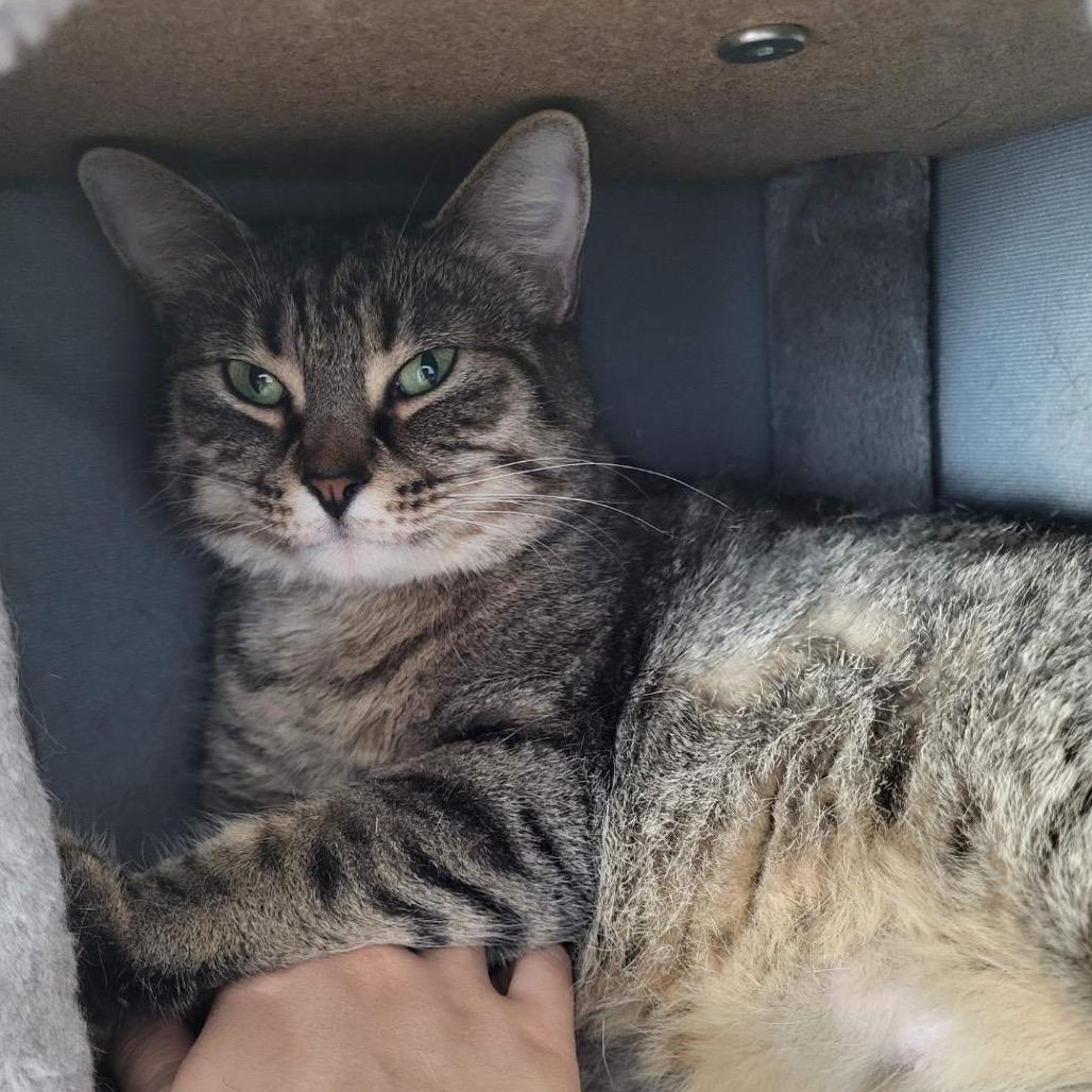 Bea, Adoptable, Adult Female Domestic Short Hair.