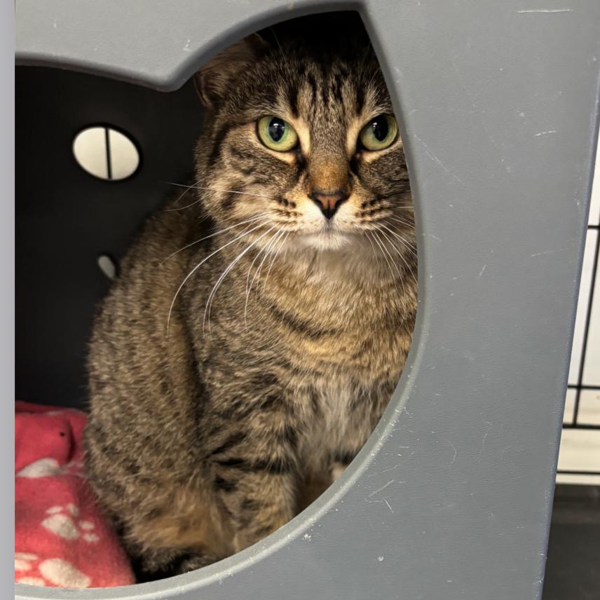 Bea, Adoptable, Adult Female Domestic Short Hair.