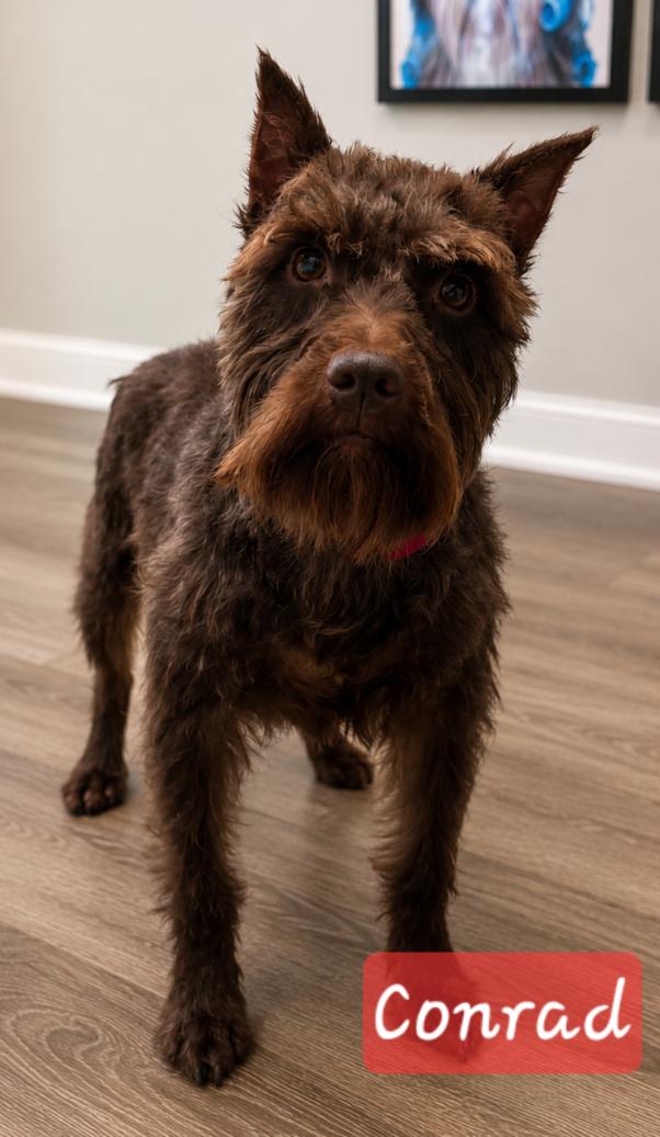 Conrad, adopted, Adult Male Miniature Schnauzer.
