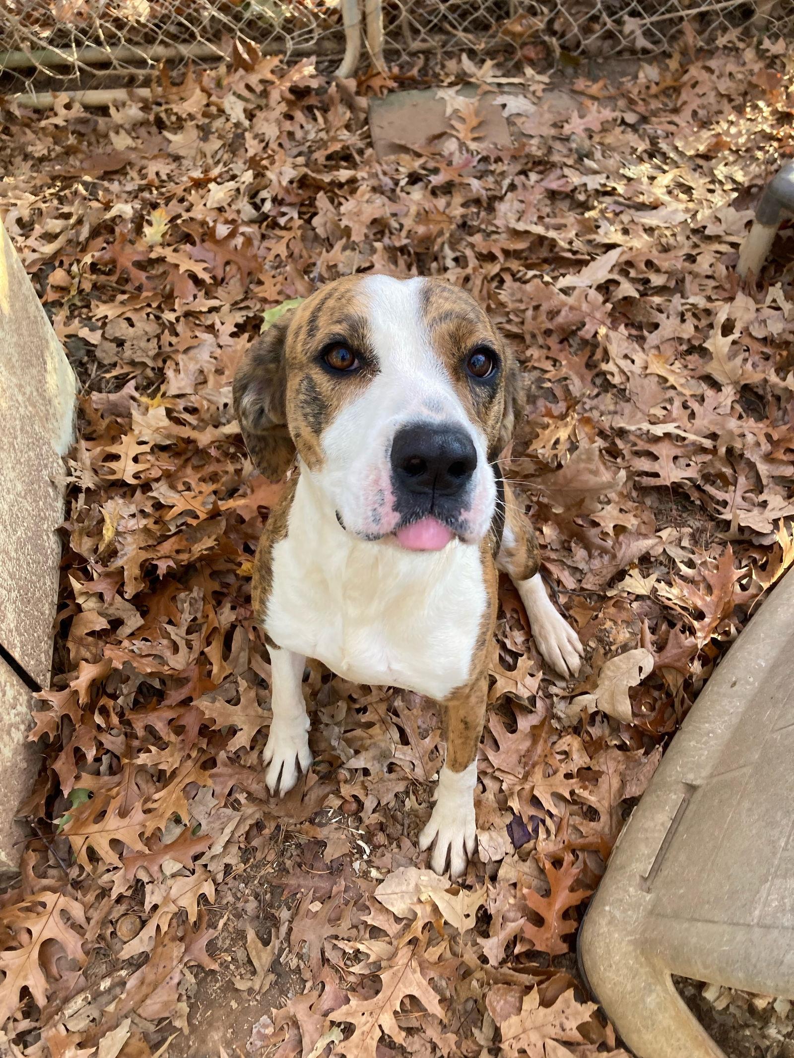 Reda Rebel, Adoptable, Adult Female Hound.