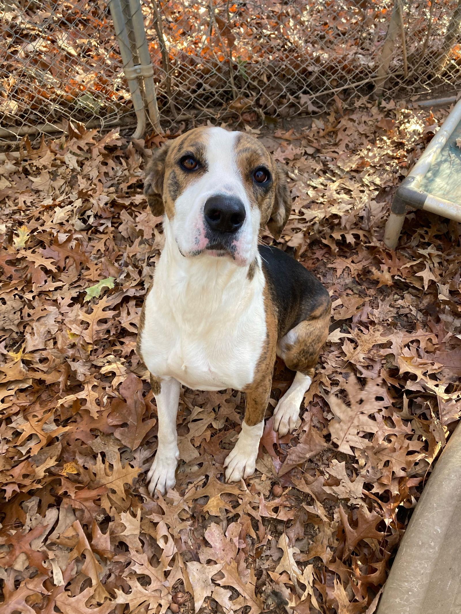 Reda Rebel, a Adoptable Hound in Chatham, VA image 2/2