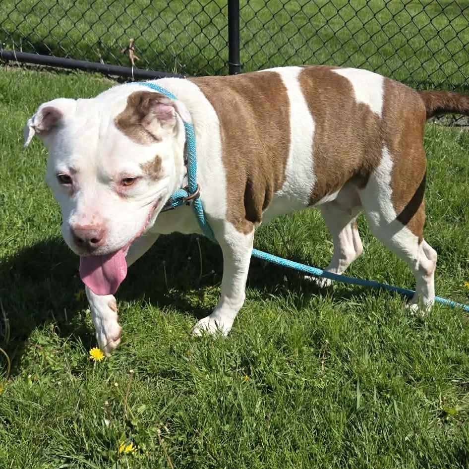 Baby Girl "Baby", Adoptable, Senior Female American Bulldog & Mixed Breed.