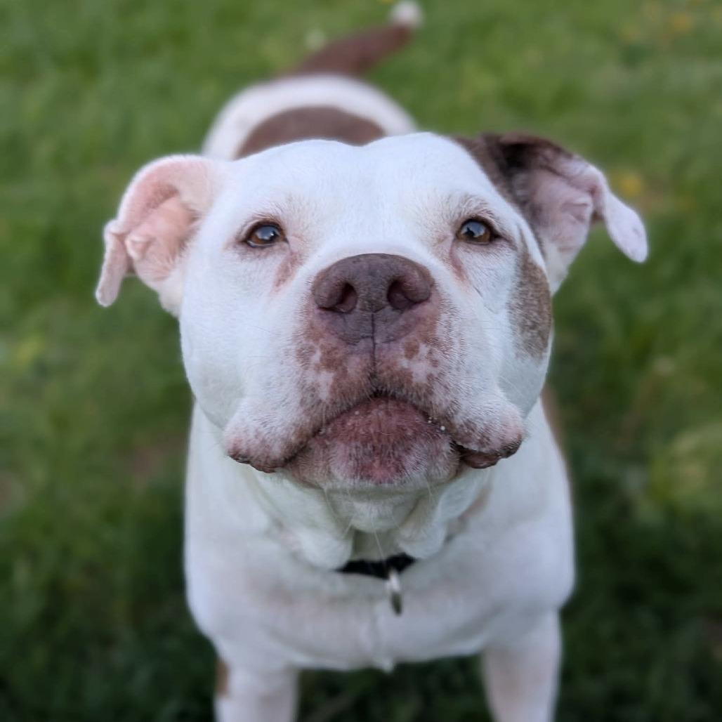 Enlarge Baby Girl "Baby", a Adoptable mixed breed in Marion, IA image 3/3