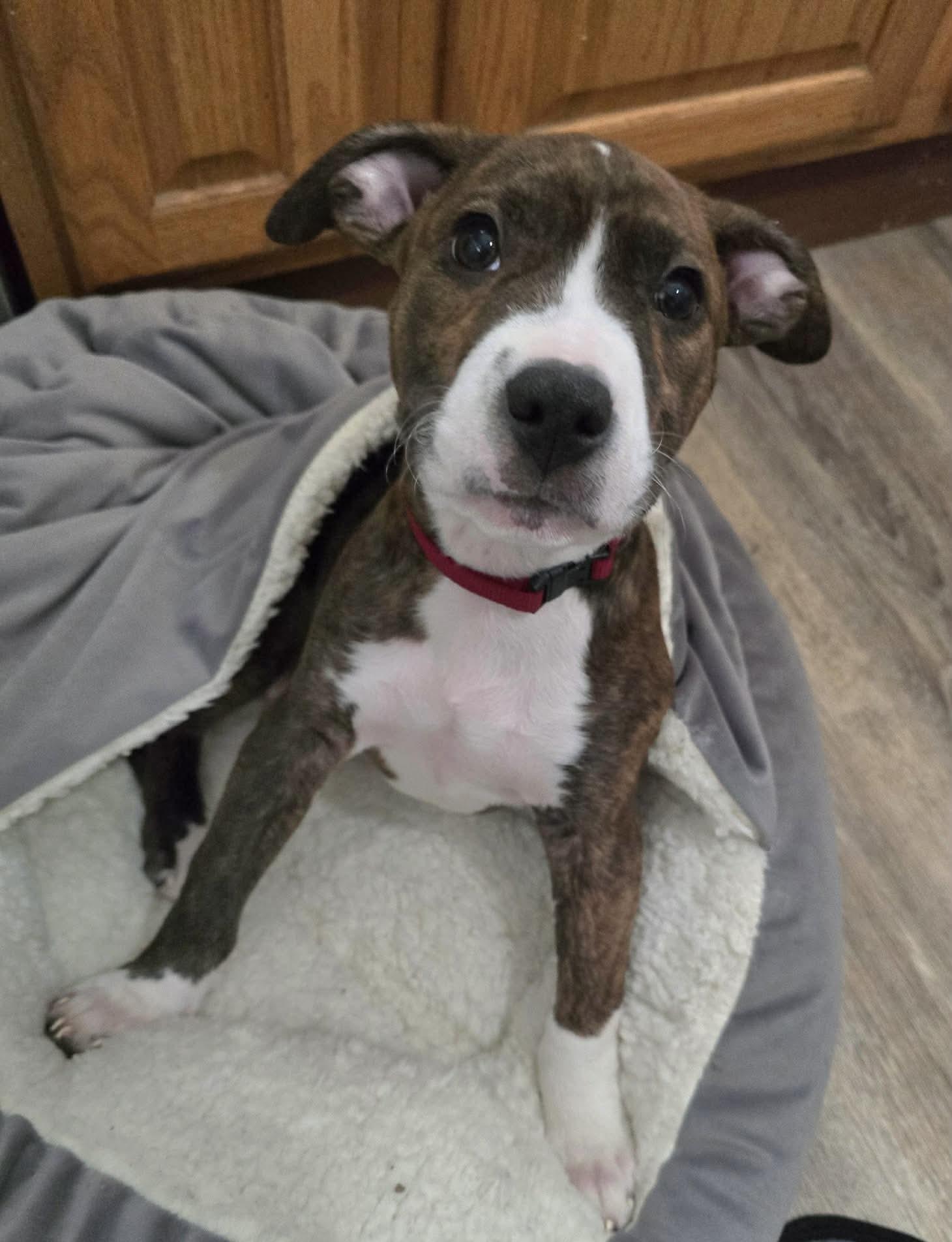 Enlarge Roscoe (in a FOSTER home), a ADOPTABLE mixed breed in Springfield, IL image 1/2