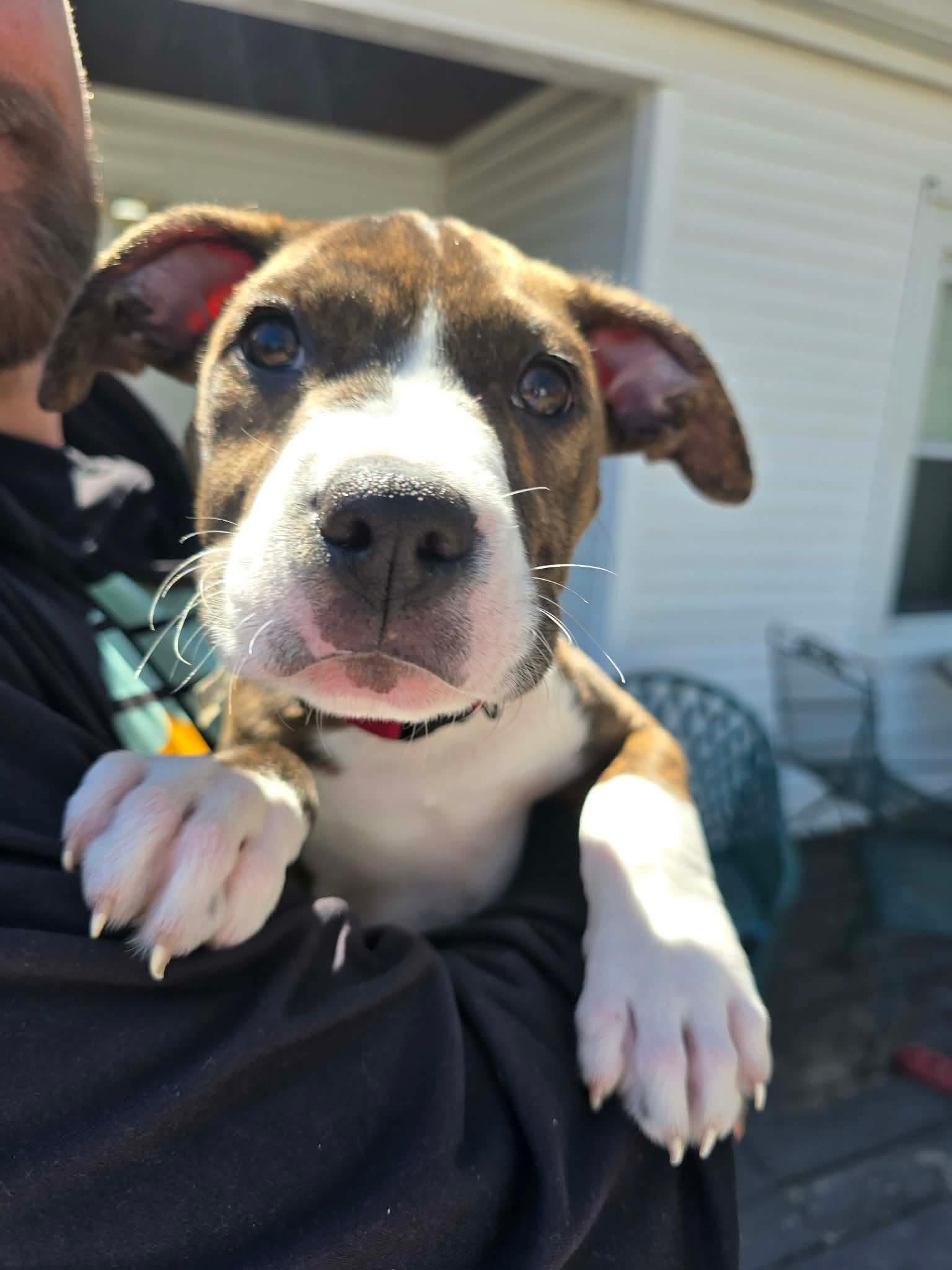 Enlarge Roscoe (in a FOSTER home), a ADOPTABLE mixed breed in Springfield, IL image 2/2