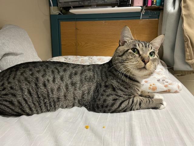 Jax, a Adoptable Domestic Short Hair in Gig Harbor, WA image 1/3