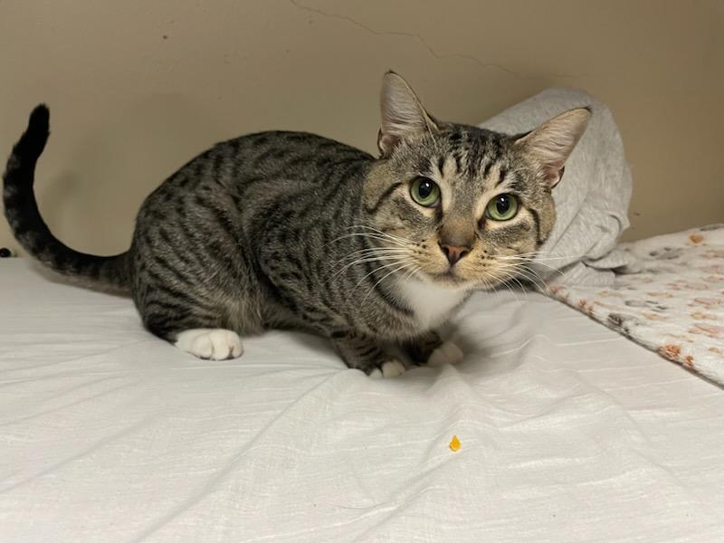 Jax, a Adoptable Domestic Short Hair in Gig Harbor, WA image 2/3