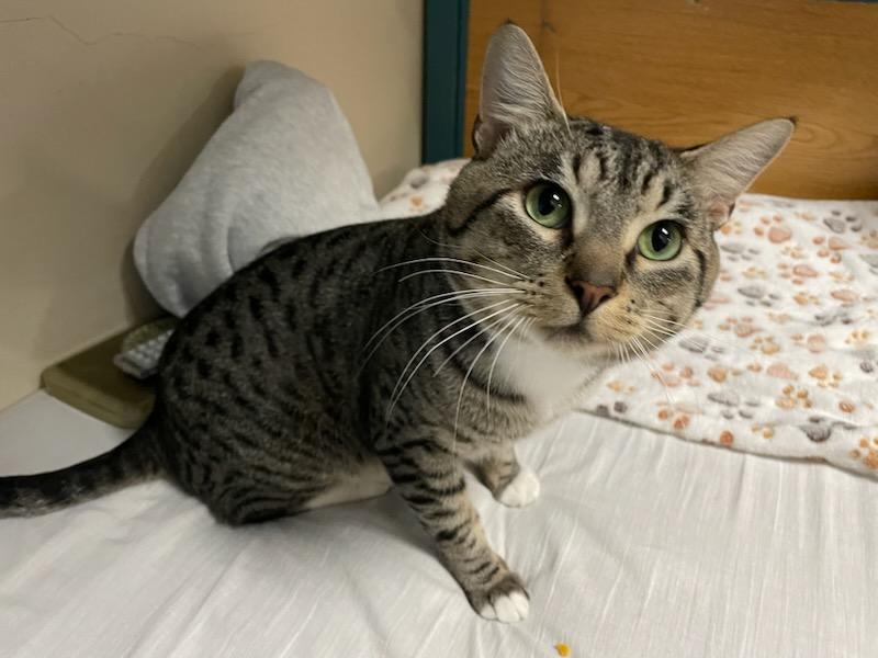 Jax, a Adoptable Domestic Short Hair in Gig Harbor, WA image 3/3