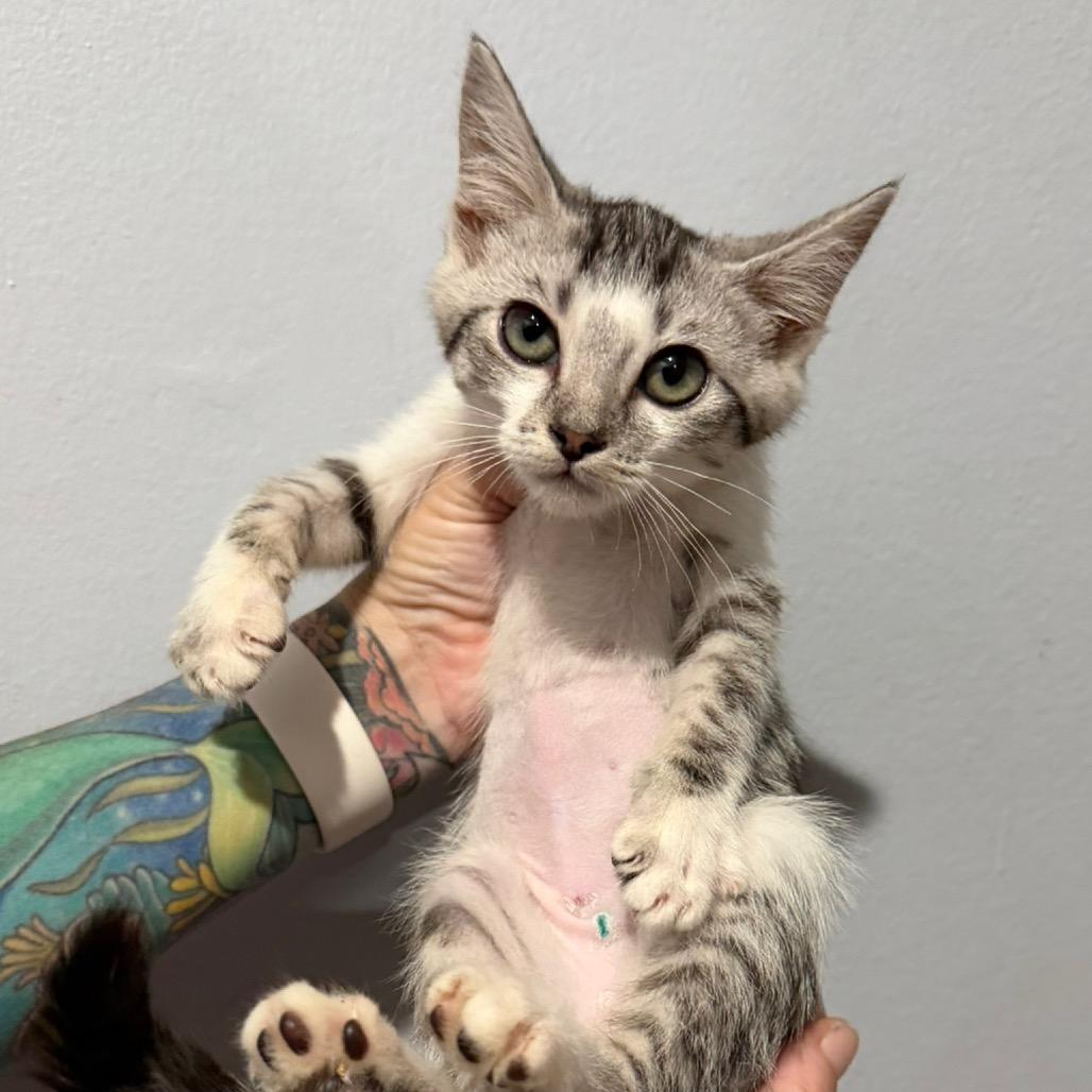 Tia, Adoptable, Kitten Female Domestic Short Hair.